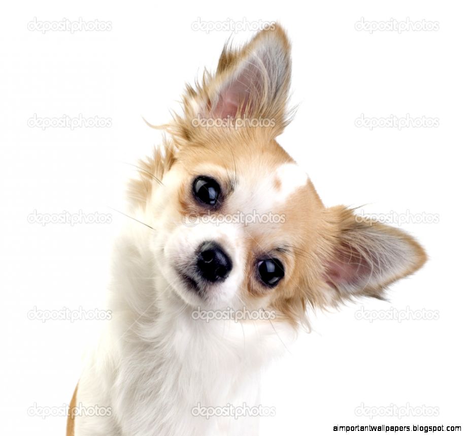 33 Curious Chihuahua Dog Pictures HD Wallpapers  HD Wallpapers