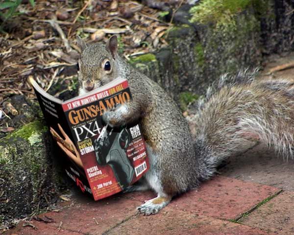 The Crazy Squirrel from Hell.