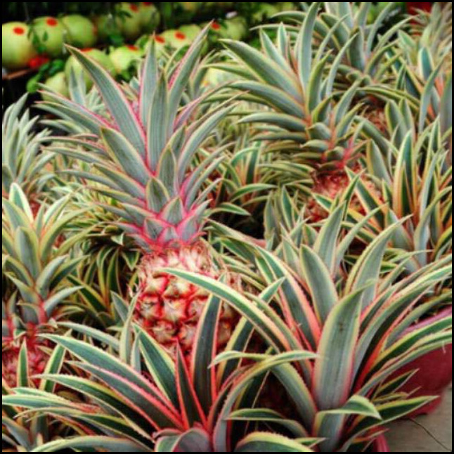 Does a Pineapple Grow from a Pineapple Tree?