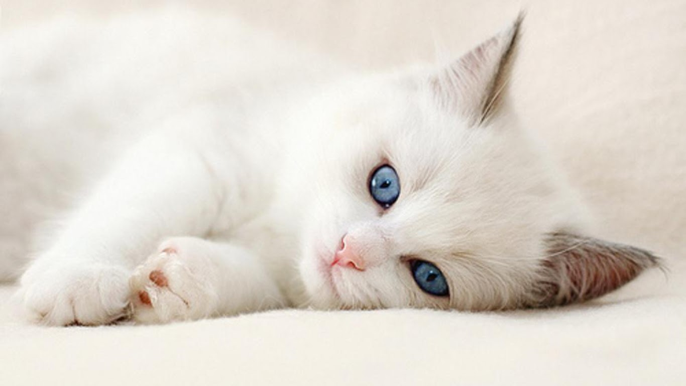 awiasih 10 Gambar  Wallpaper  Kucing  manis dan imut cute 