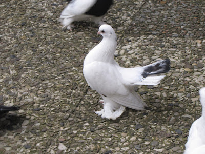 kazan tumbler - tumbler pigeons