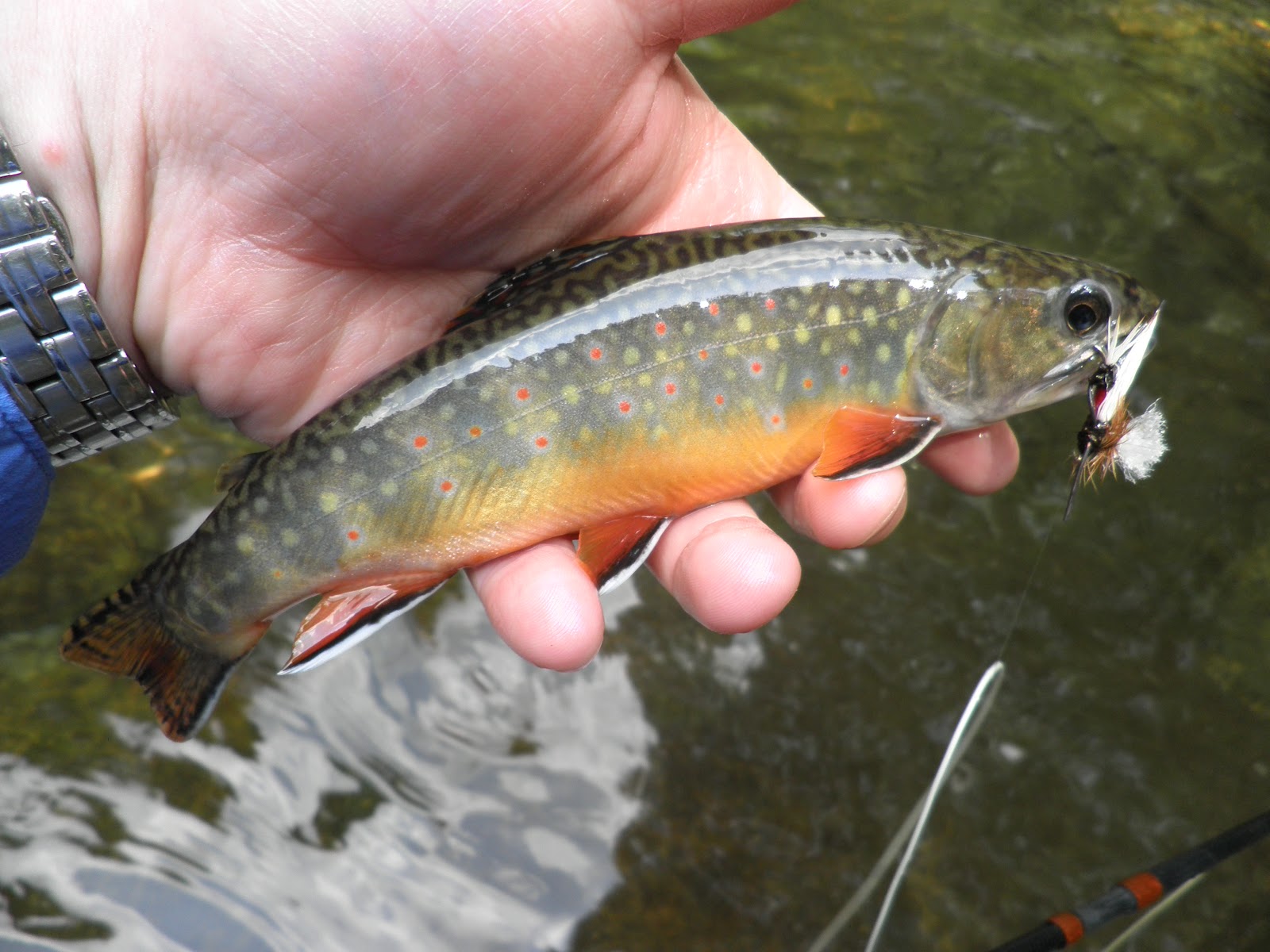 Brook Trout of the Blue Ridge Mountains