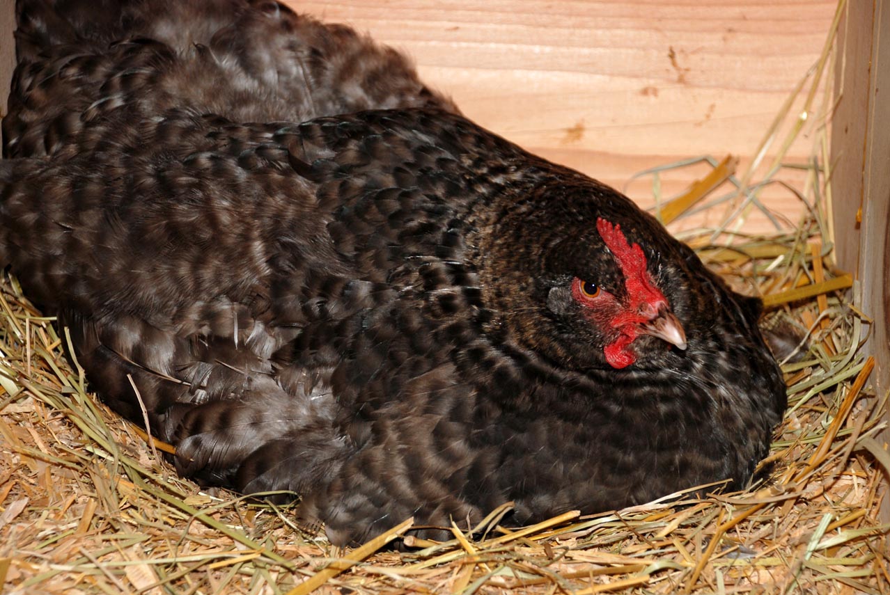 Applegarth Farm broody hens