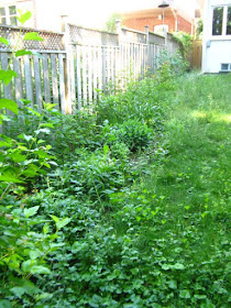 Garden cleanup before by paul jung ecological and organic gardening services
