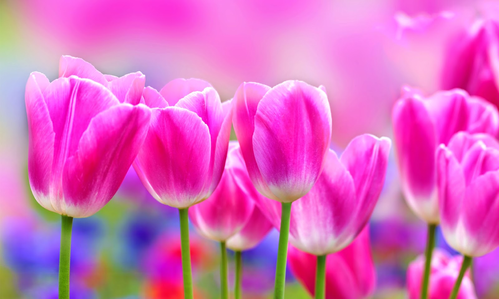 Tulips HD Wallpapers Free Download