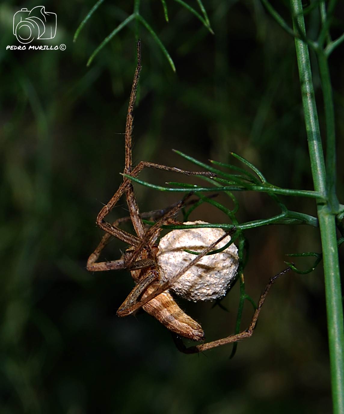 Las excursiones de Murillo "murillonature" Araña Nursery (Pisaura