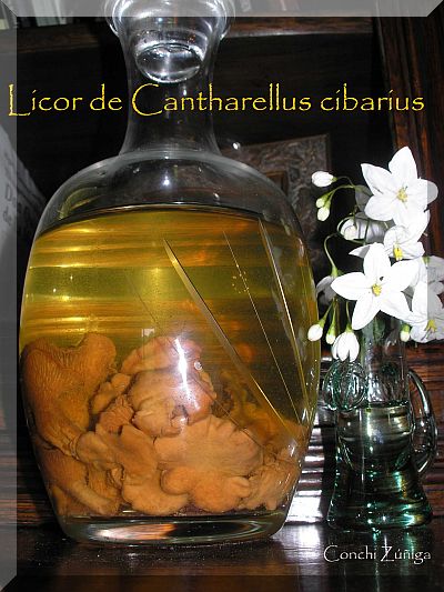 Licor De Cantharellus Cibarius
