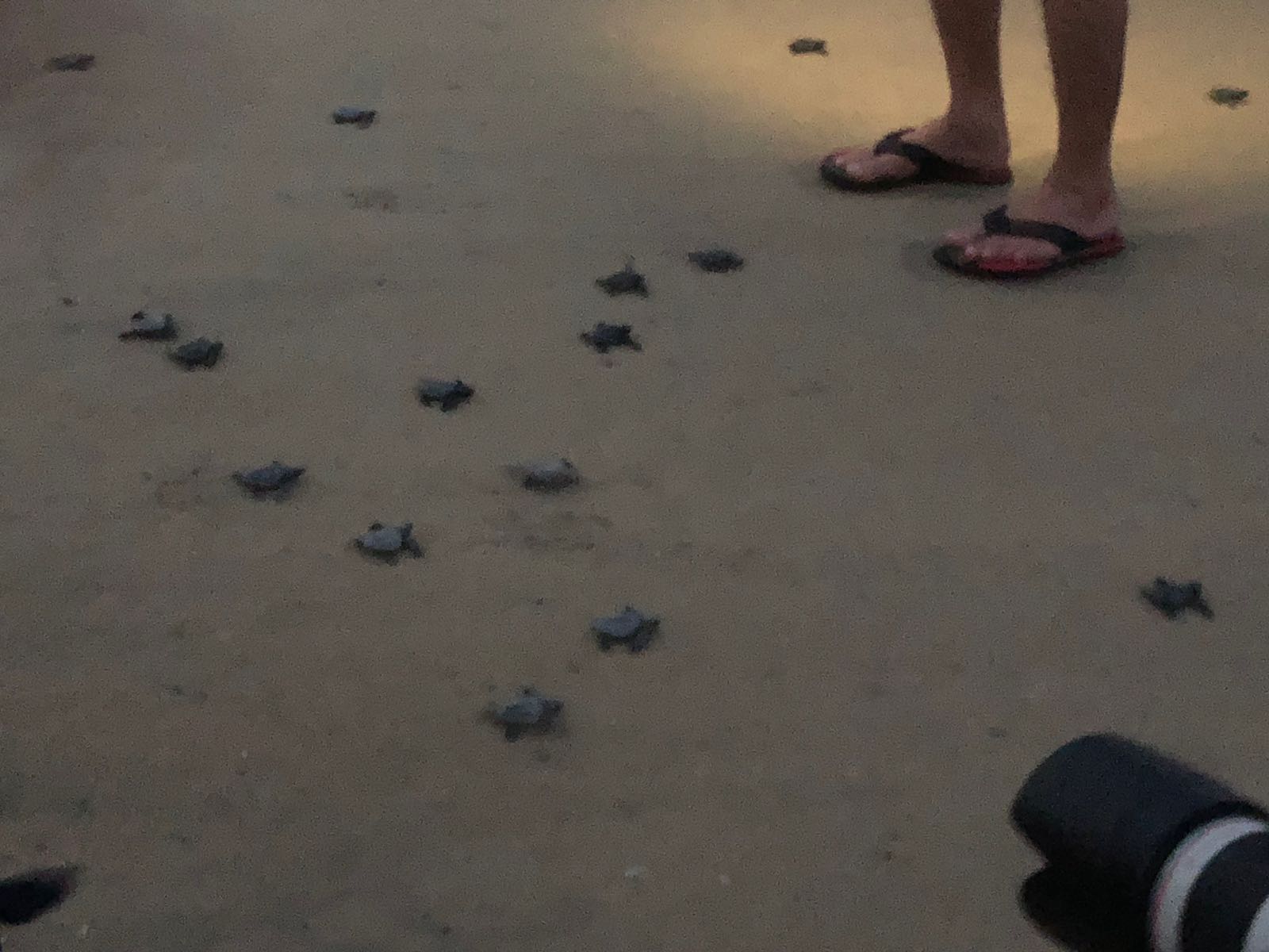 Turtle Walk in Chennai