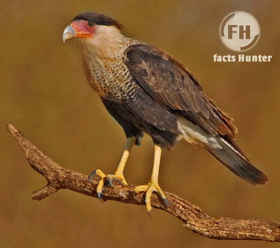 кукабарра в полете. птицы восемь букв. пестрая птичка 8 букв. Graur. лесная завирушка.