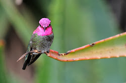hummingbird male hummingbirds anna birds facts colors graham owen amazing pink bird head incredible annas flashing bright feathers looking pretty