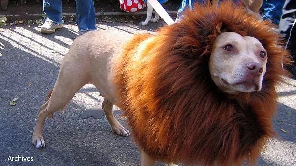 MizSya: Fake Lion in China Zoo