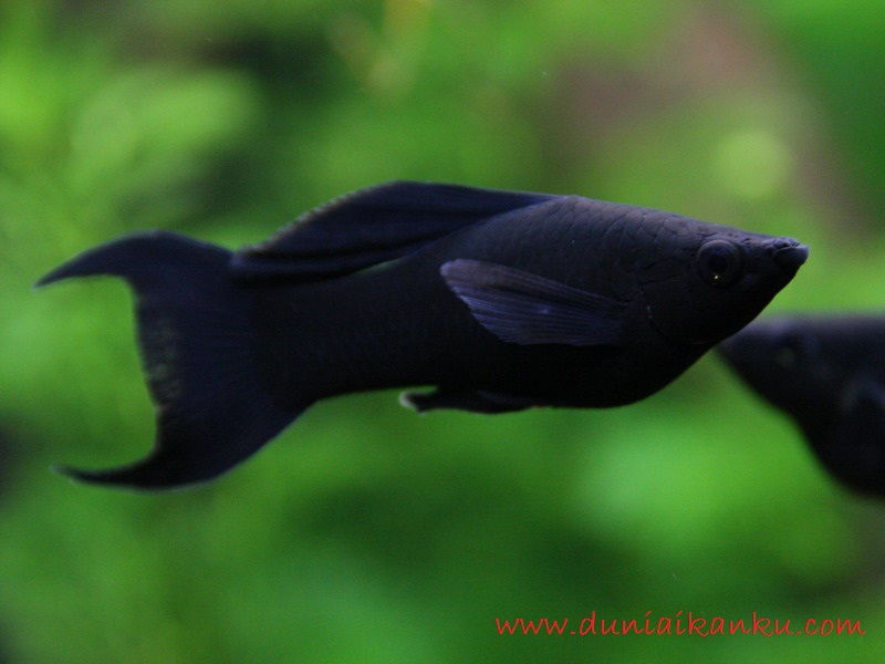 Black Molly - Jenis Jenis Ikan Hias Air Tawar Aquascape Paling Lengkap