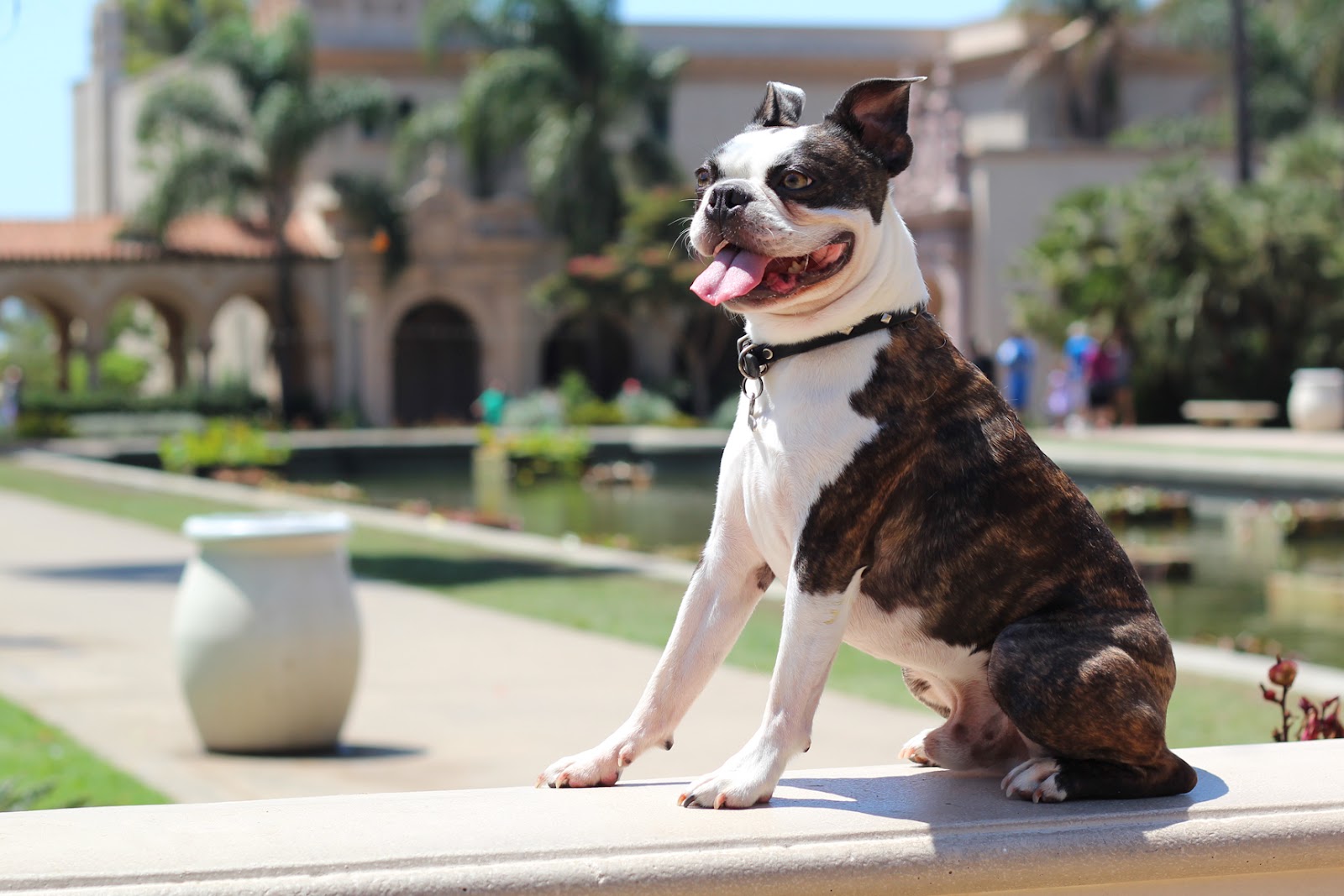 Giblets and Molly Boston Terriers Goose on the Loose Giblets Chainsaw Balboa Park Photo Shoot