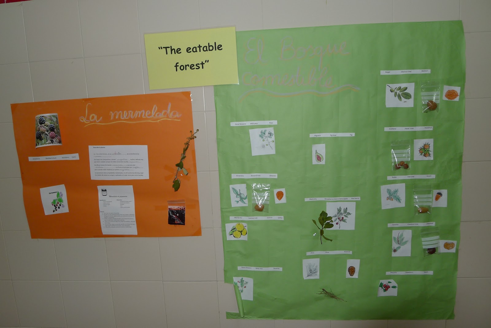 Un Bosque cercano Nuestros murales en inglés