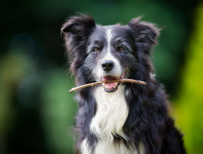 dog with stick