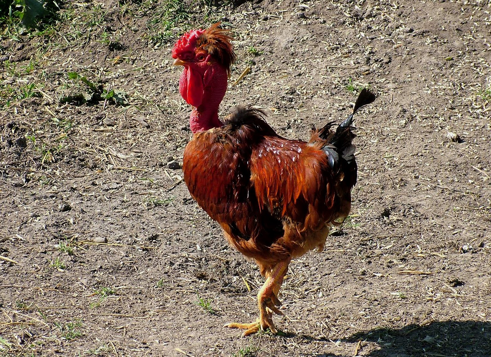 Breed Savers Naked Necks Chickens that Look Like Turkeys