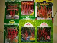 cara menanam cabe merah, menanam cabe merah, cabe merah, benih cabe, lmga agro