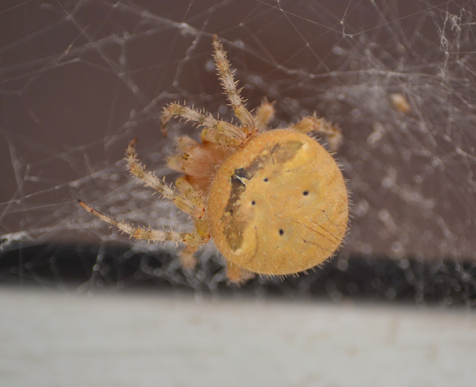 New Mexico Spiders The Spider Guide