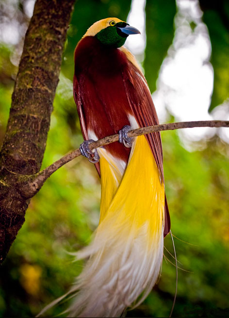 Birds Photos Birds Wallpapers Facts Info 12 Most Beautiful Birds birds-photos-birds-wallpapers-facts-info-12-most-beautiful-birds