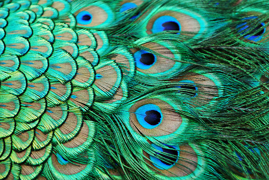 The White Peacock: Beautiful peacock feathers