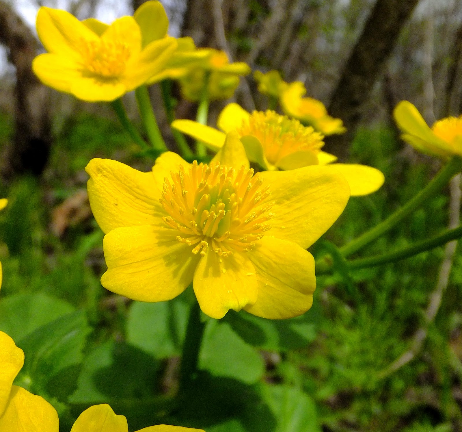Plants Amaze Me Spring Wildflowers in Aman Park, Ottawa County Michigan
