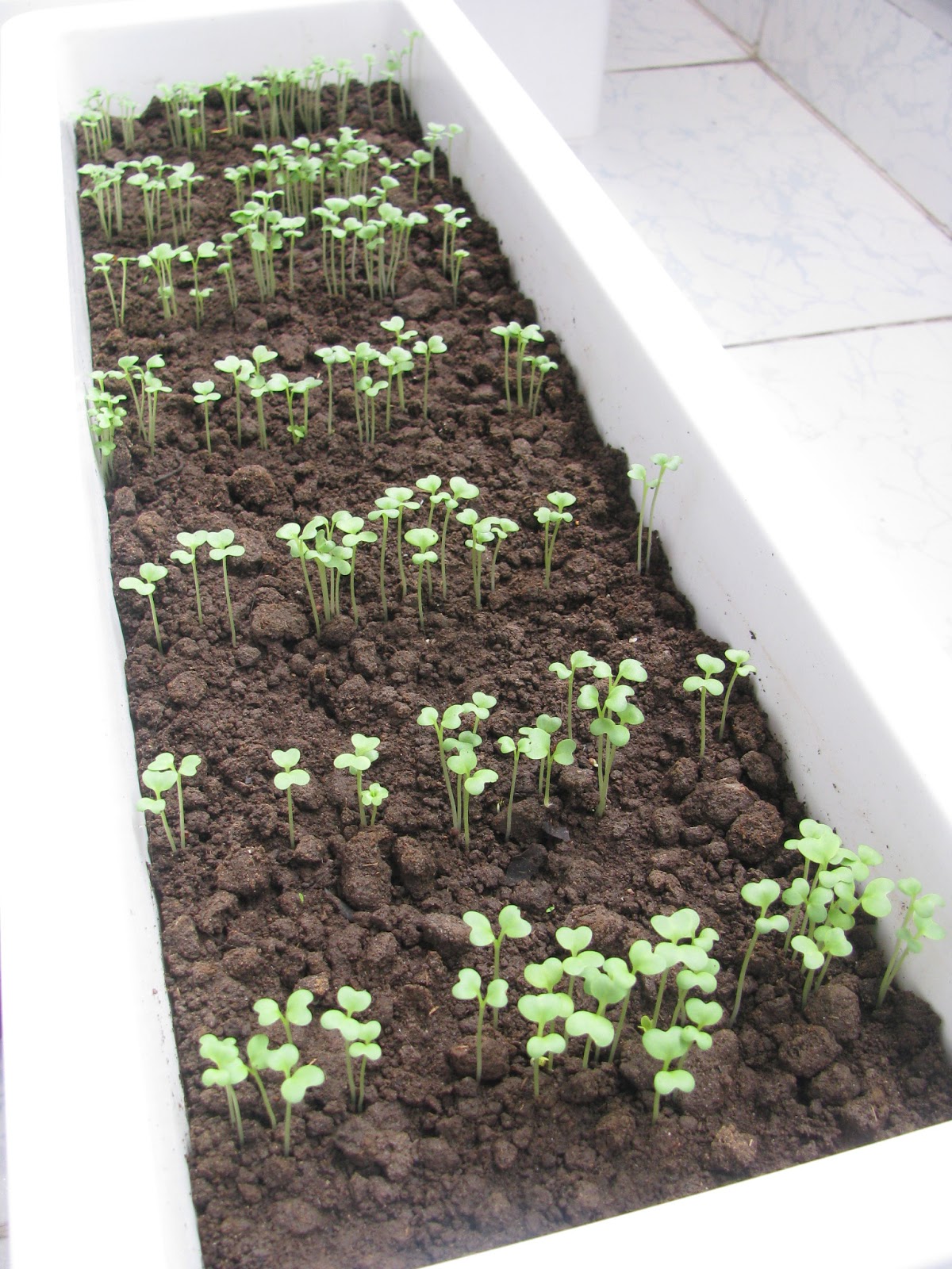 Tự Trồng Rau Sạch Tại Nhà: Tự trồng rau sạch tại nhà