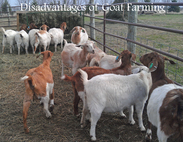 goat farming, commercial goat farming, advantages of goat farming, disadvantages of goat farming, goat farming disadvantages