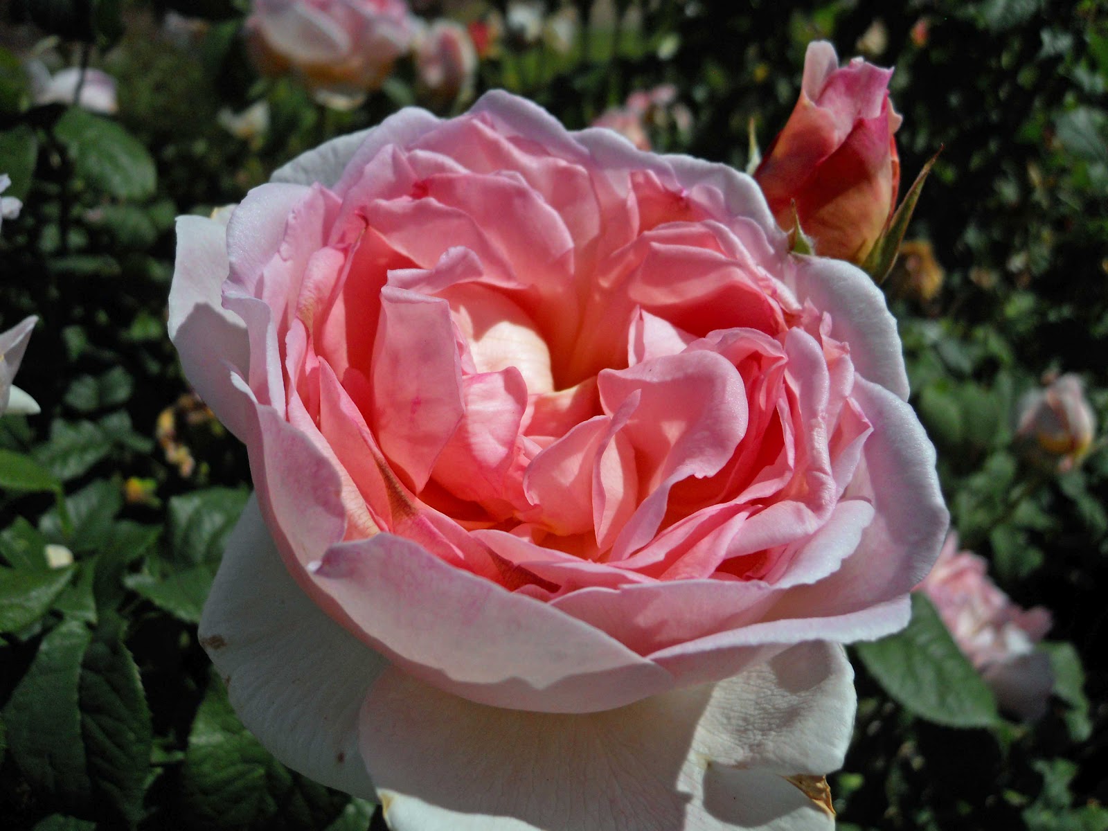 Beech Street Gardens: Visit Heirloom Roses