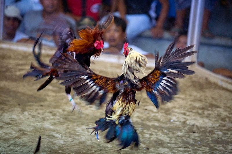 Cock Fighting In The Philippines 107