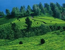 tea gardens of the kerala are the must visit places of kerala
