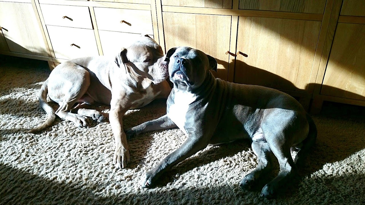 Best Hypoallergenic Guard Dogs Dog Choices