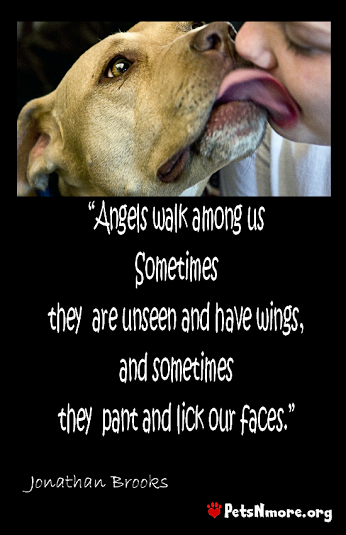 angels walk among us who have wings but sometimes they are dogs,petsnmore.org
