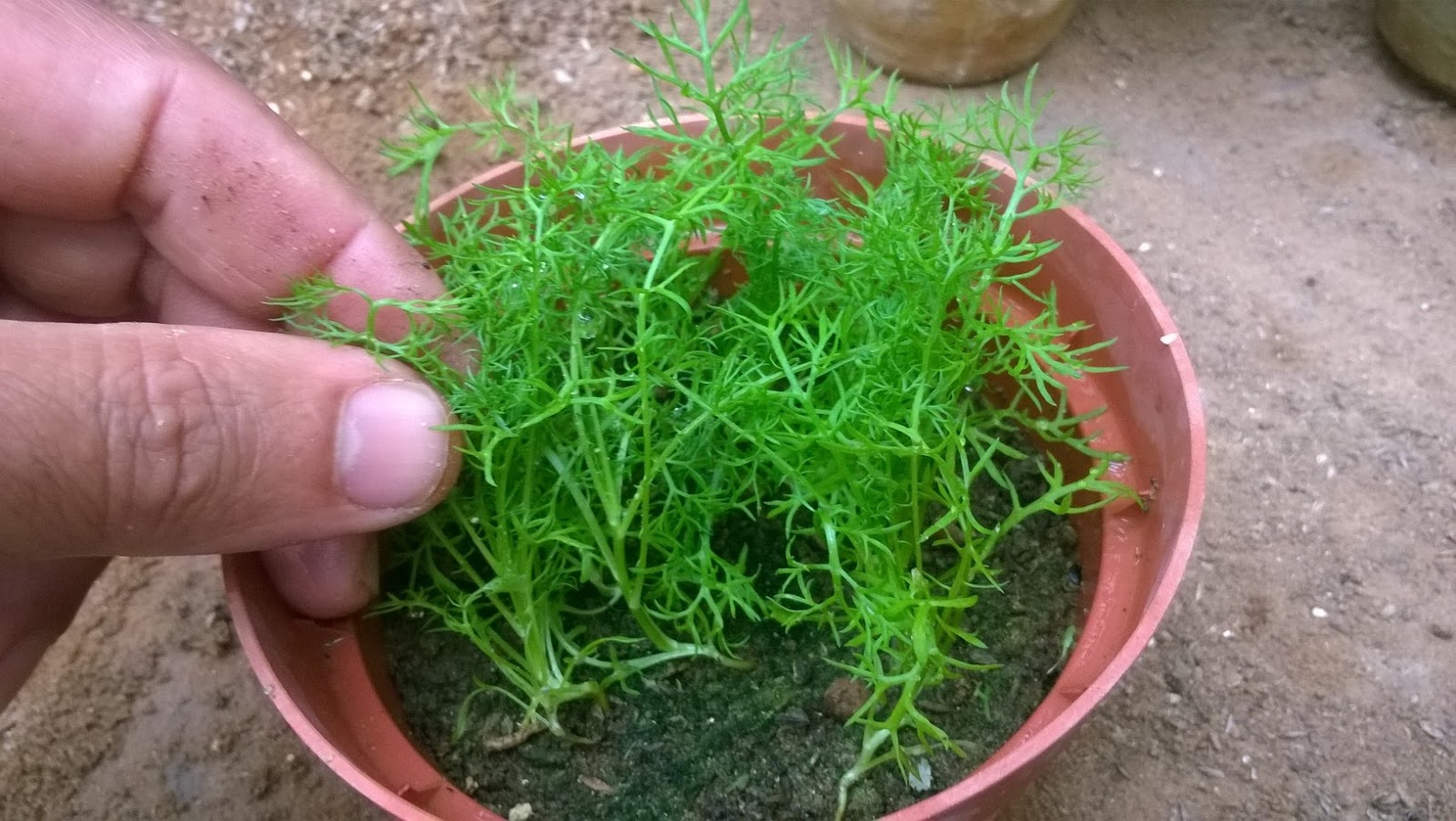 How to Grow Chamomile