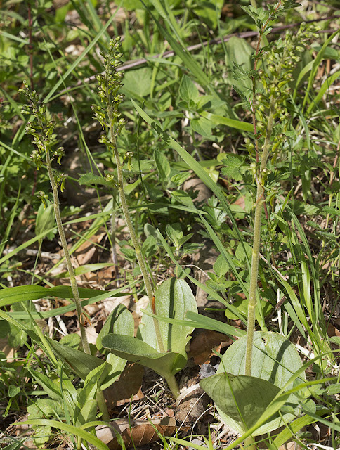 Common Twayblade, Neottia ovata.  High Elms Country Park, 30 May 2012.