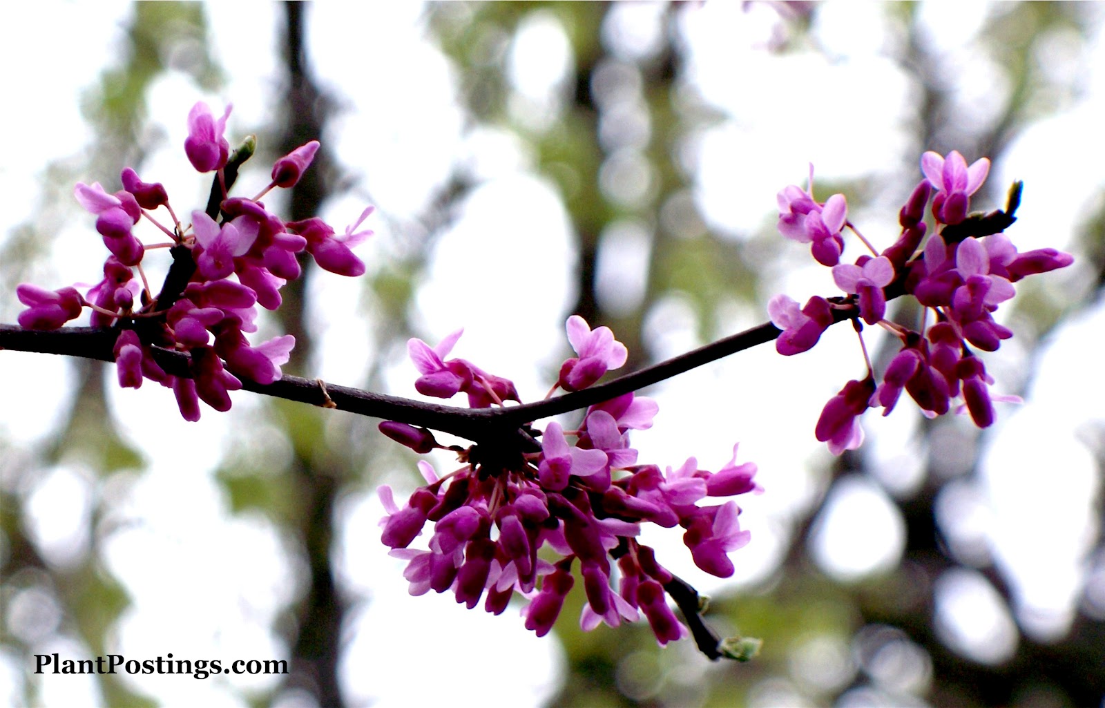 PlantPostings Book review flower talk