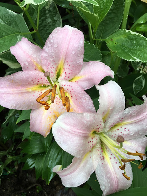 How can you identify a stargazer lily?