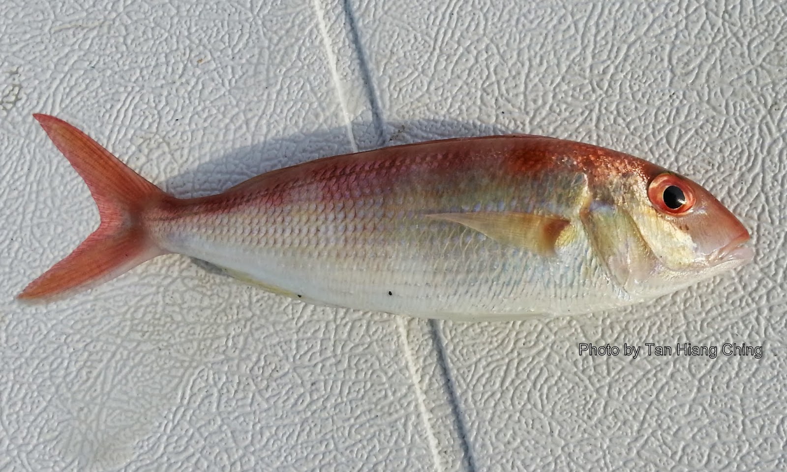 Malay threadfin fish in Threadfin Bream