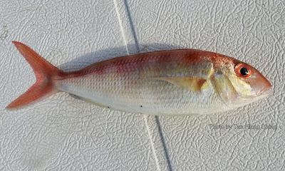 Fork-tailed Threadfin Bream, Rosy Threadfin Bream, Nemipterus furcosus