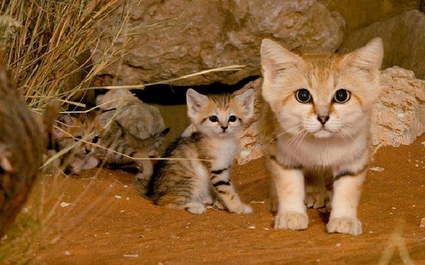 13 giống mèo rừng đáng yêu có thể bạn chưa biết tới