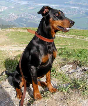 pinscher german dog tips review