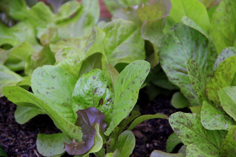 More Fun With An Apron Growing Lettuce and Spinach