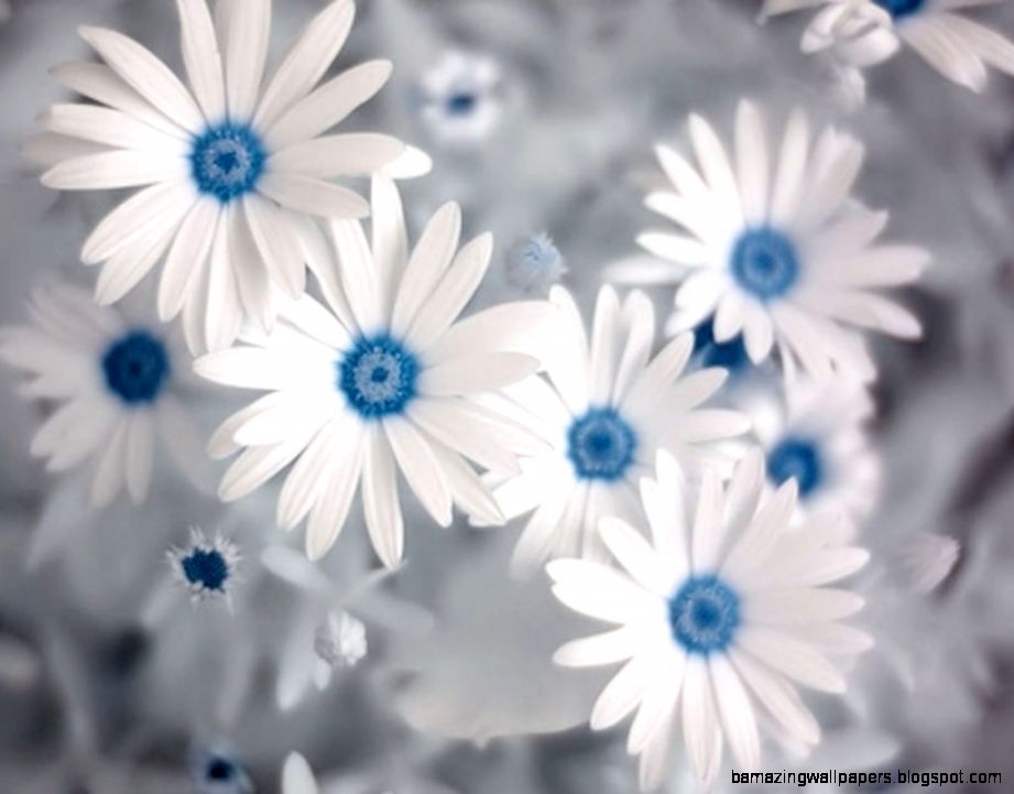 Free Wallpaper Pretty Summer Flowers   WallpaperSafari