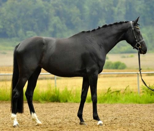 Black Horse picture 1