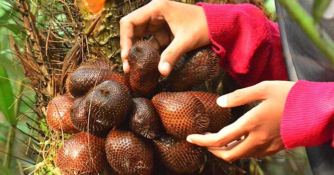 16+ Mimpi Memetik Buah Salak Togel