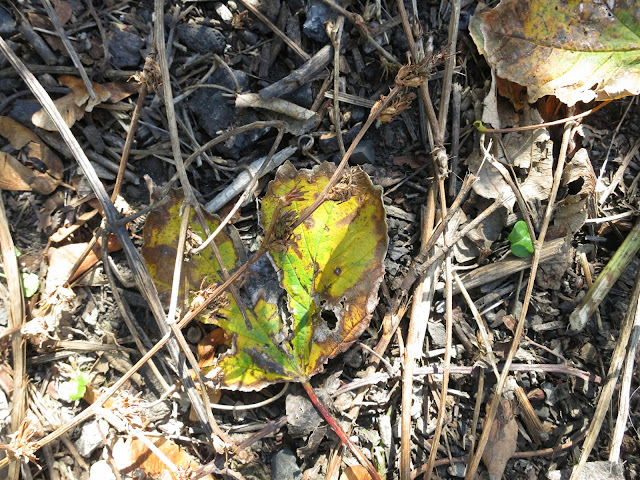 Fallen sycamore leaf and twigs.