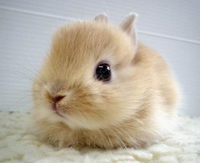 cute+bunny+006.jpg