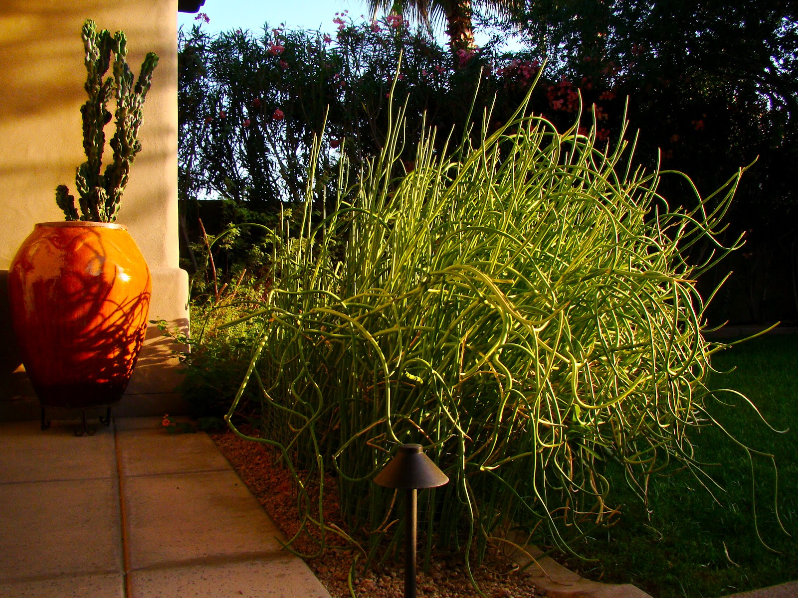 Scottsdale Daily Photo Photo Lady slipper plant in soft light