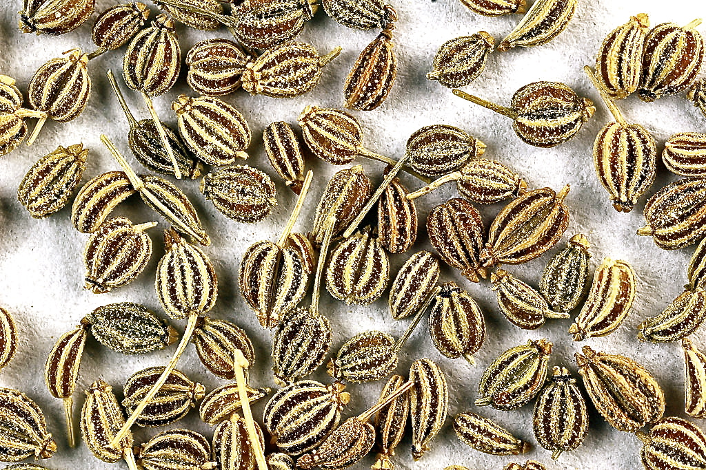 Keep Calm & Curry On celery seeds