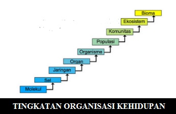 Tingkatan-Organisasi-Kehidupan