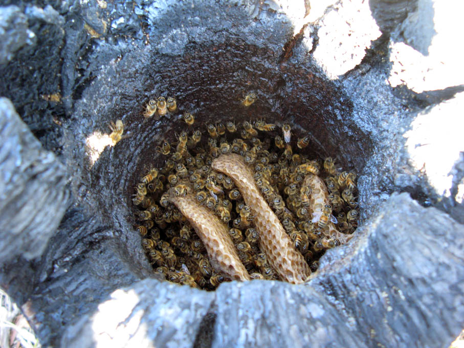 Inspiration by Deseos Design Bees in hollow tree